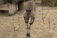 Ученые установили, когда предки кенгуру начали прыгать