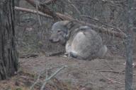 В Беларуси убили волка Васю