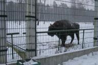 Беларусь и Молдова обменяются зубрами 