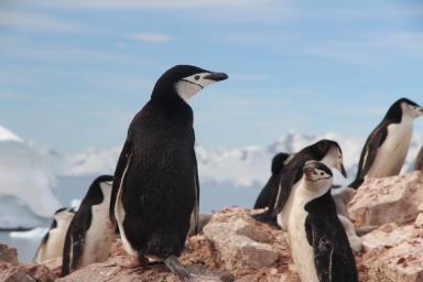 Ученые нашли двух недавно вымерших пингвинов, обитавших в Новой Зеландии