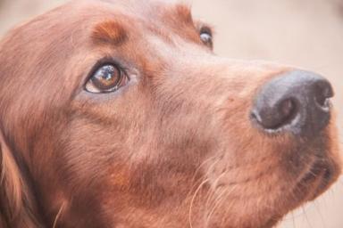 Жителя Каменецкого района подозревают в убийстве пяти собак