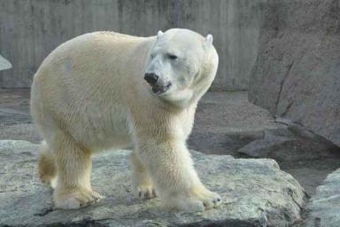 Белых медведей на Новой Земле усыпят и увезут от людей