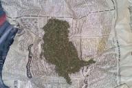 Житель Мстиславля на чердаке хранил более 1 кг марихуаны