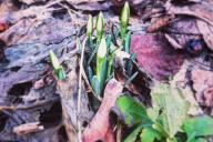 В Бресте в начале февраля расцвели подснежники