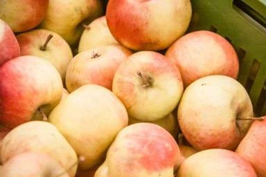 В Брянской области раздавили и закопали крупную партию яблок из Беларуси