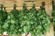 Как выбрать идеальный веник для бани