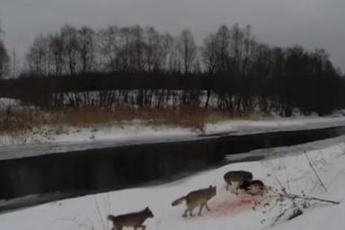 Под Городком волки терроризируют деревни: десятки убитых псов