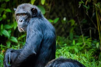 Ученые: Шимпанзе быстрее людей учатся бить орехи
