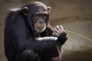 Побег шимпанзе из зоопарка попал на видео
