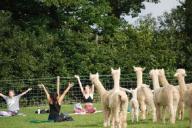 Альпака-йога стала новым направлением агротуризма