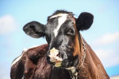 Британские коровы будут знакомиться через специальное приложение