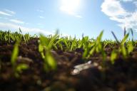 Ученые: Китай и Индия сделали планету зеленее