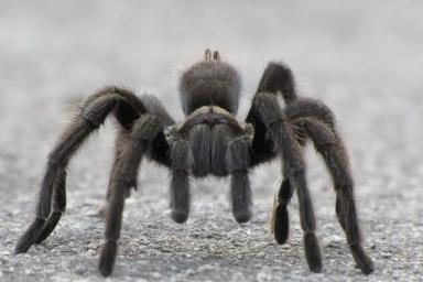 Ученые обнаружили новый вид пауков с рогом на спине