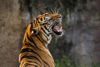 Наркоманы обнаружили в заброшенном доме дикого тигра