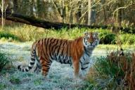 Три тигра сцепились насмерть на глазах у работников зоопарка