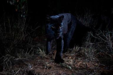 В Африке впервые за 100 лет запечатлели черного леопарда 