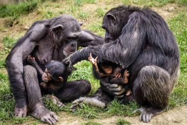 Ученые нашли связь между тем, как общаются шимпанзе и люди