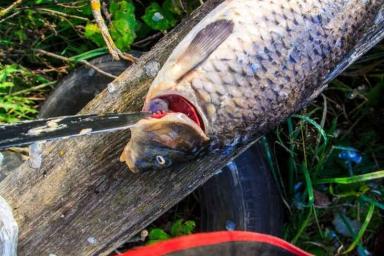 Запрет на рыбалку в Западной Двине возле Витебской ГЭС предлагают продлить на 2 года