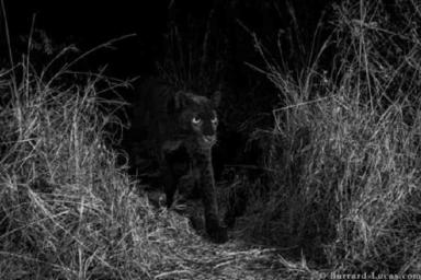 Черный леопард второй раз в истории попал на фото