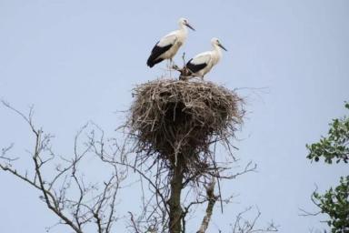 Уничтожение гнезд птиц в Беларуси запрещено с середины февраля