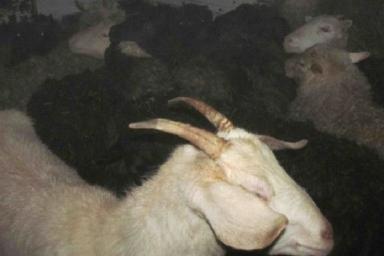 Микроавтобус с двумя десятками краденых овец задержали под Шарковщиной