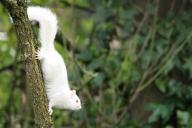 Редчайшую белку-альбиноса сняли на камеру