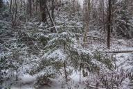 Пенсионера, который пропал в октябре в Оршанском районе, жестоко убили