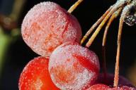 Специалисты назвали продукты, которые нельзя замораживать