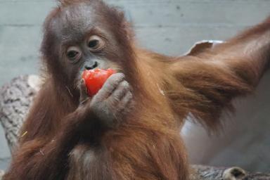 Ученые нашли «рыночное мышление» у орангутанов
