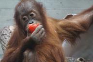 Ученые нашли «рыночное мышление» у орангутанов