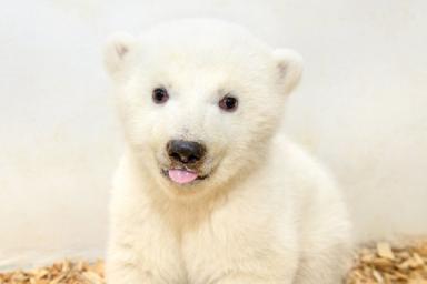 В берлинском зоопарке ветеринары впервые осмотрели детеныша белого медведя