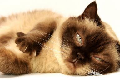 Ученые выявили неожиданную опасность домашних кошек