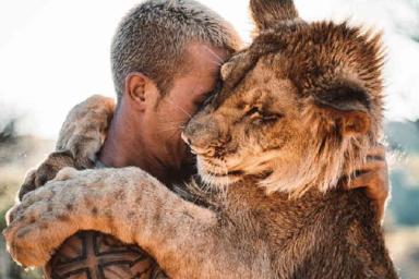 Огромный лев стал лучший другом человека