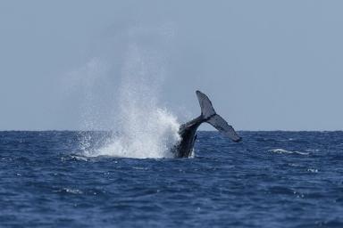 Ученые обнаружили в Атлантическом океане детенышей китов редкого вида