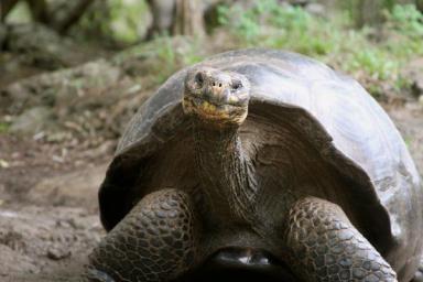Ученые нашли черепаху, которую давно считали вымершей