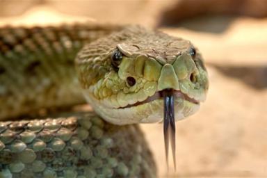 Укушенный змеей мужчина укусил жену, чтобы умереть вместе с ней