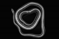 Зоопарк Лондона опубликовал рентгеновские снимки всех своих животных