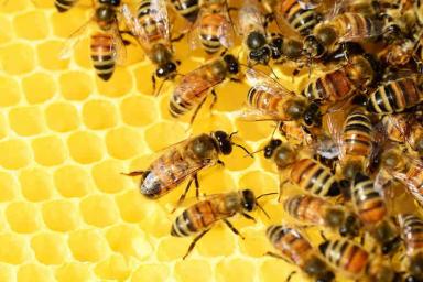Ученые: Пчелы предпочитают поворачивать направо во время выбора нового гнезда