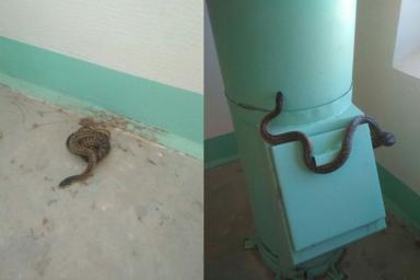 В Витебске женщина решила научить соседей чистоте и оставила в подъезде живую змею