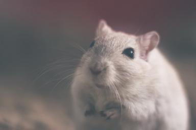 Ученые выложили в открытый доступ алгоритм для изучения языка крыс