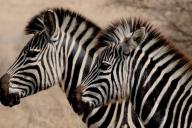 Ученые провели интересный эксперимент, чтобы понять, зачем зебрам полоски