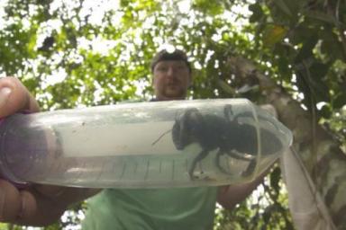 Ученые обнаружили в Индонезии гигантскую пчелу 