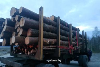 Сотрудники ГАИ остановили лесовоз, который вез бревна с нарушением