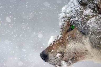Эстонцы приняли дикого волка за собаку и спасли его