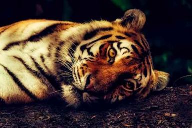 В Минском зоопарке появились две амурские тигрицы