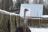 Под Гомелем заметили танцующего страуса