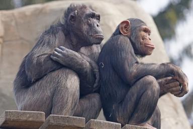 Ученые открыли новую поведенческую модель шимпанзе