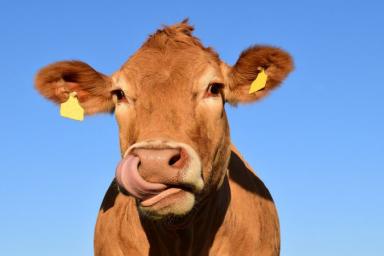 Ученые рассказали, как коровы помогут в борьбе с ВИЧ