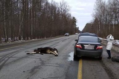 На границе с РФ насмерть сбили лося