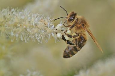 Ученые объяснили, почему пчелы перестают «танцевать»